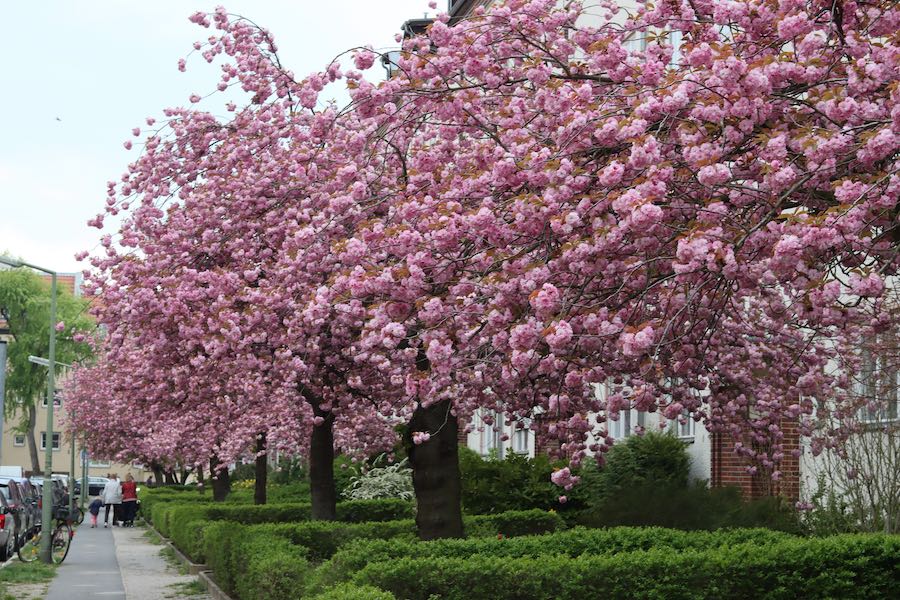 Cerejeiras - primavera em Berlim