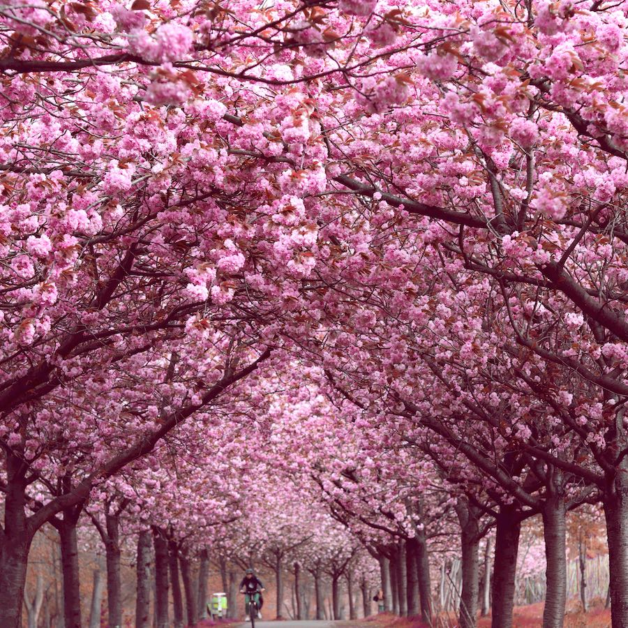 Primavera em Berlim - Cerejeiras